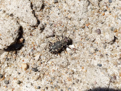 Cicindela repanda
