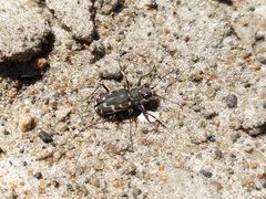 Cicindela repanda