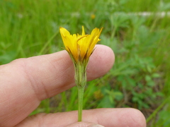Microseris nutans