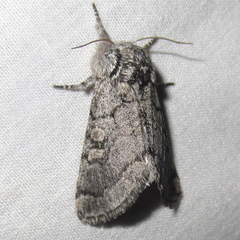 Pseudopanthea palata