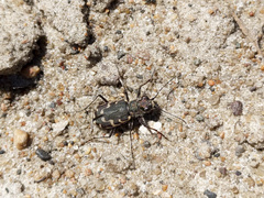 Cicindela repanda