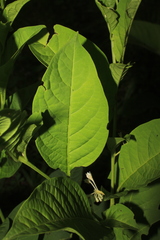 Solanum humboldtianum