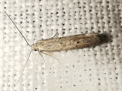 Blastobasis phycidella