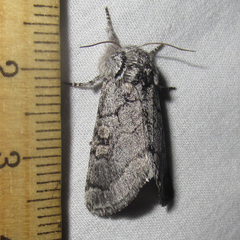 Pseudopanthea palata