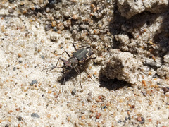 Cicindela repanda