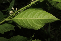 Solanum humboldtianum