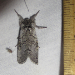 Pseudopanthea palata