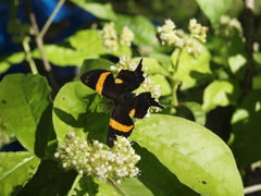 Ancyluris inca