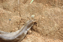 Phyllocaulis boraceiensis