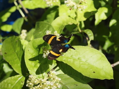 Ancyluris inca
