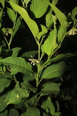 Solanum humboldtianum