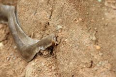 Phyllocaulis boraceiensis