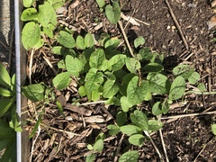 Rumex