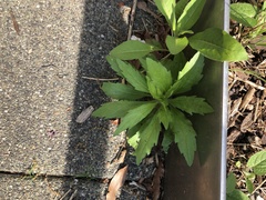 Erigeron canadensis