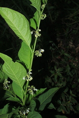 Solanum humboldtianum