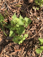 Alliaria petiolata