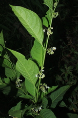 Solanum humboldtianum