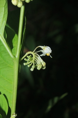 Solanum humboldtianum