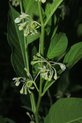 Solanum humboldtianum