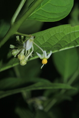Solanum humboldtianum