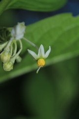 Solanum humboldtianum