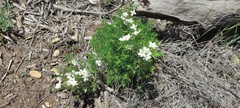 Leptosiphon floribundus glaber