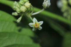 Solanum humboldtianum