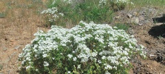 Leptosiphon floribundus glaber