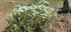 Leptosiphon floribundus glaber