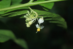 Solanum humboldtianum