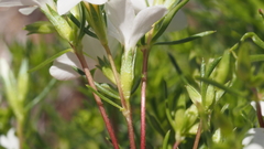 Leptosiphon floribundus glaber