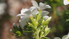 Leptosiphon floribundus glaber