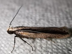 Mirificarma interrupta