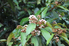 Nectandra oppositifolia