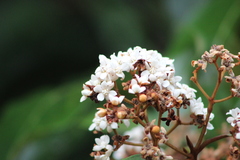 Nectandra oppositifolia