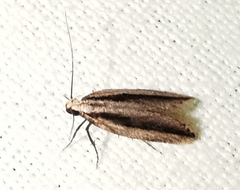 Mirificarma interrupta