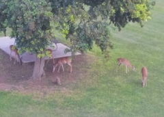 Odocoileus virginianus