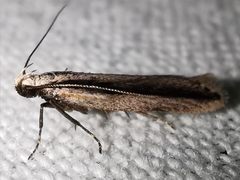 Mirificarma interrupta