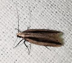 Mirificarma interrupta