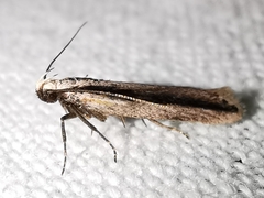 Mirificarma interrupta