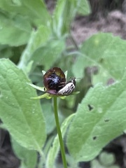 Zygogramma heterothecae