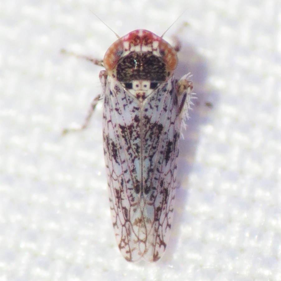Lycioides