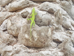 Anolis maynardii