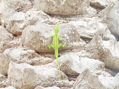 Anolis maynardii