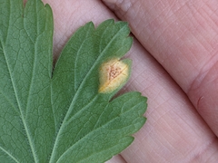 Cronartium ribicola