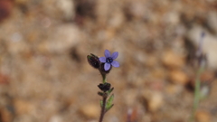 Allophyllum gilioides gilioides