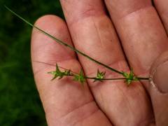 Carex socialis