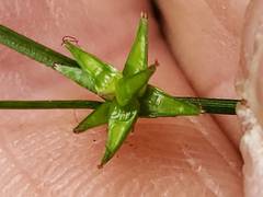 Carex socialis