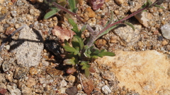 Allophyllum gilioides gilioides