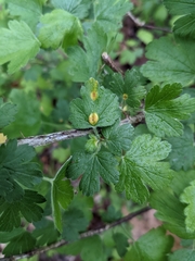 Cronartium ribicola